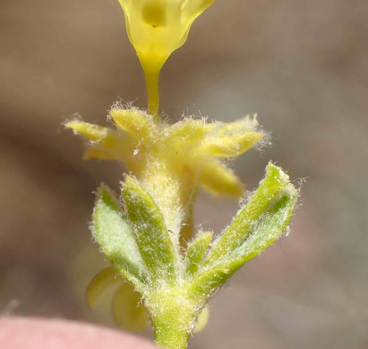 Eriogonum umbellatum var. subaridum