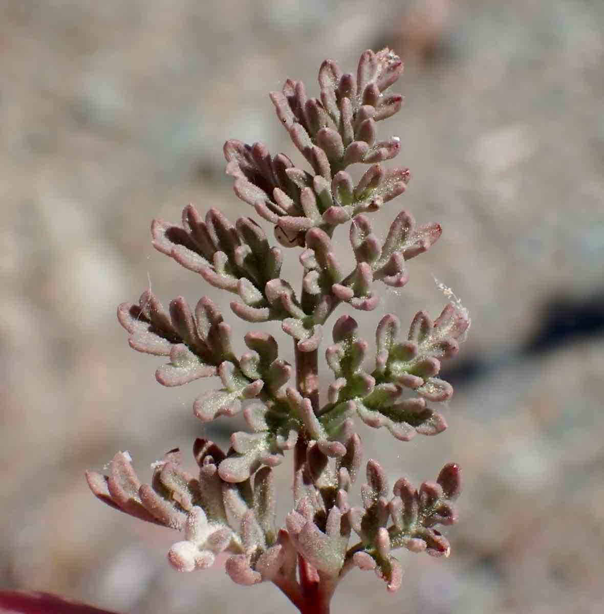 Cymopterus aboriginum