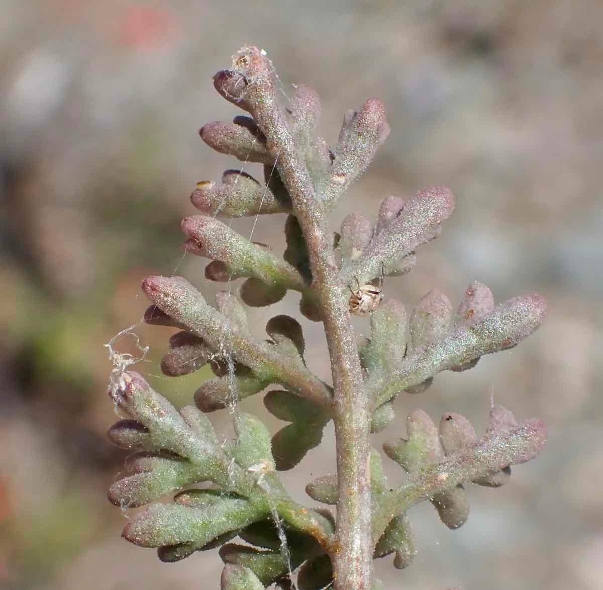 Cymopterus aboriginum