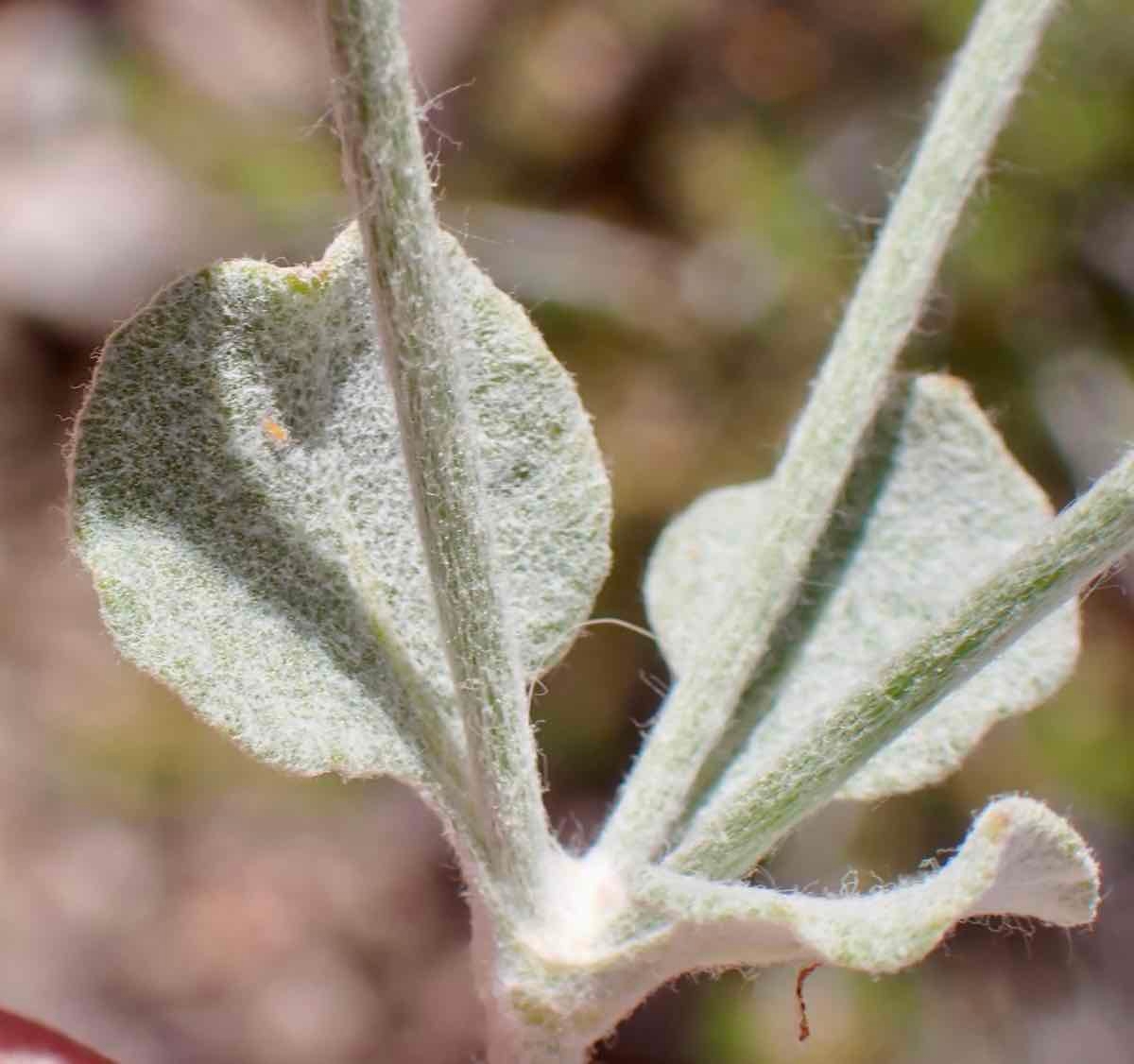 Eriogonum panamintense