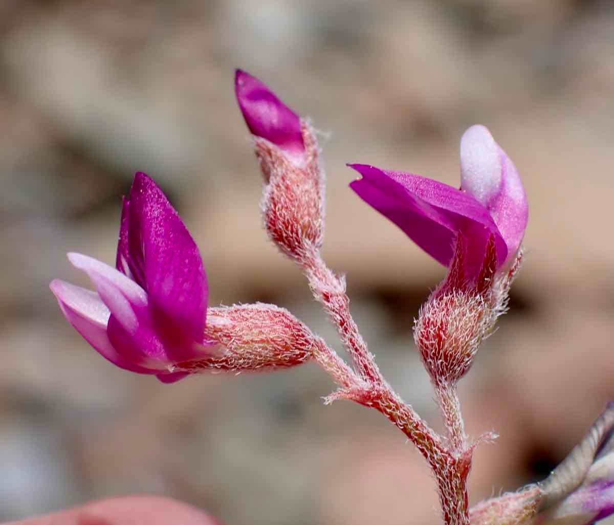 Astragalus gilmanii