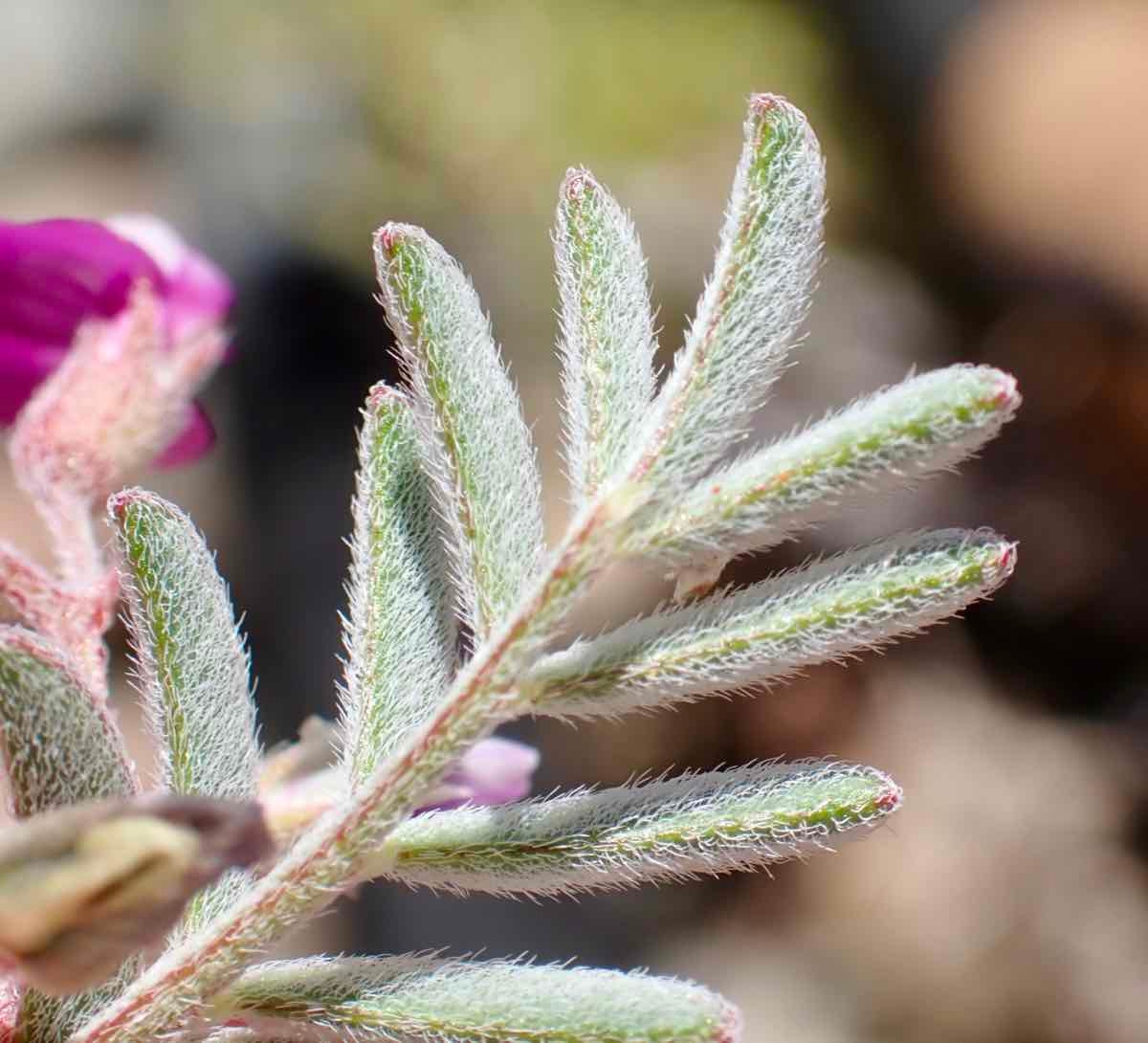 Astragalus gilmanii