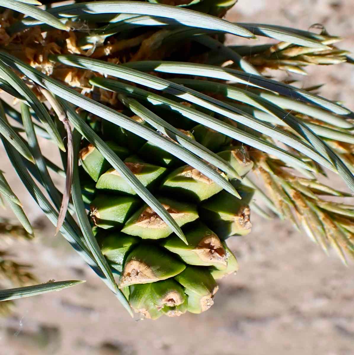 Pinus monophylla