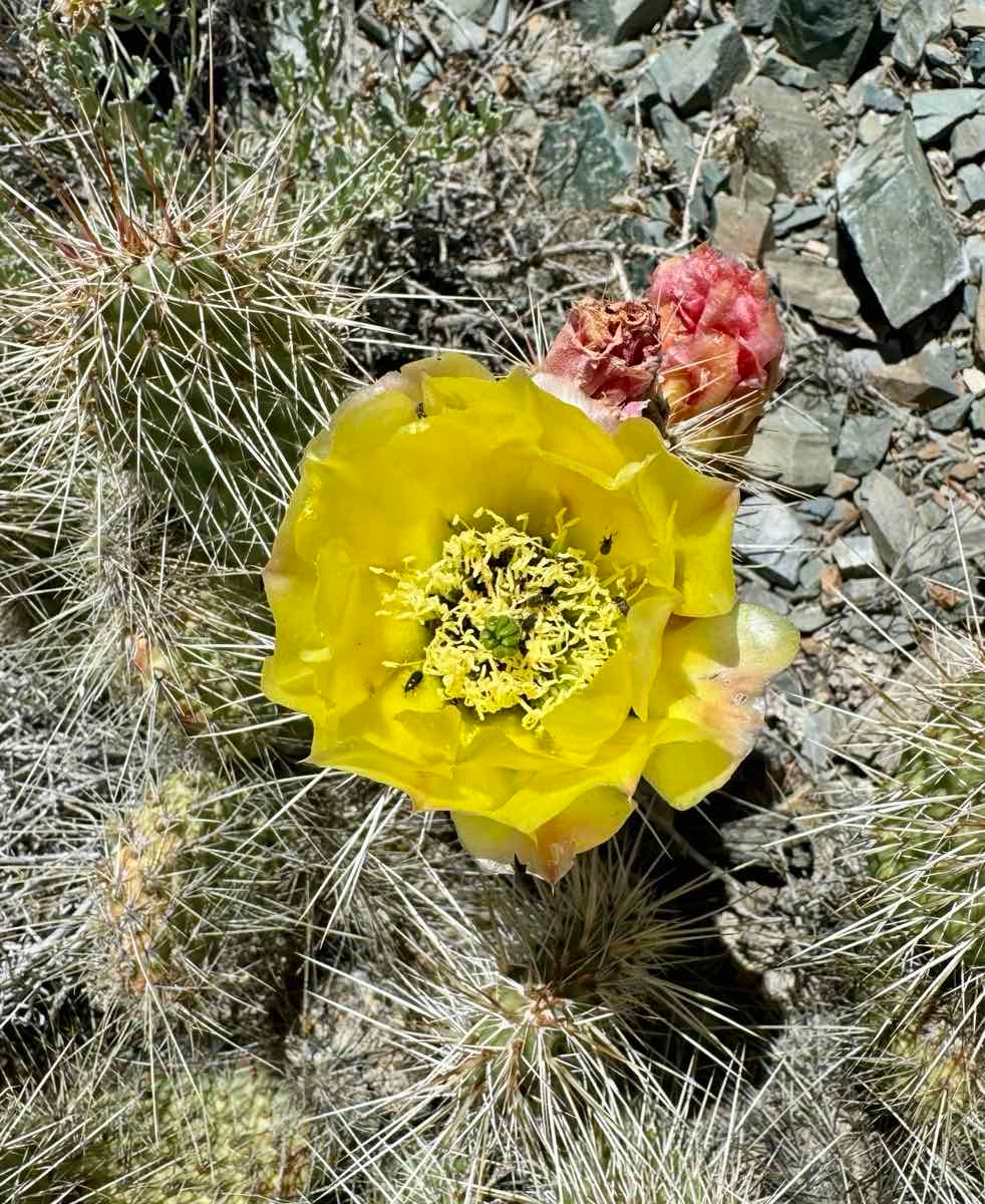 Opuntia polyacantha var. erinacea