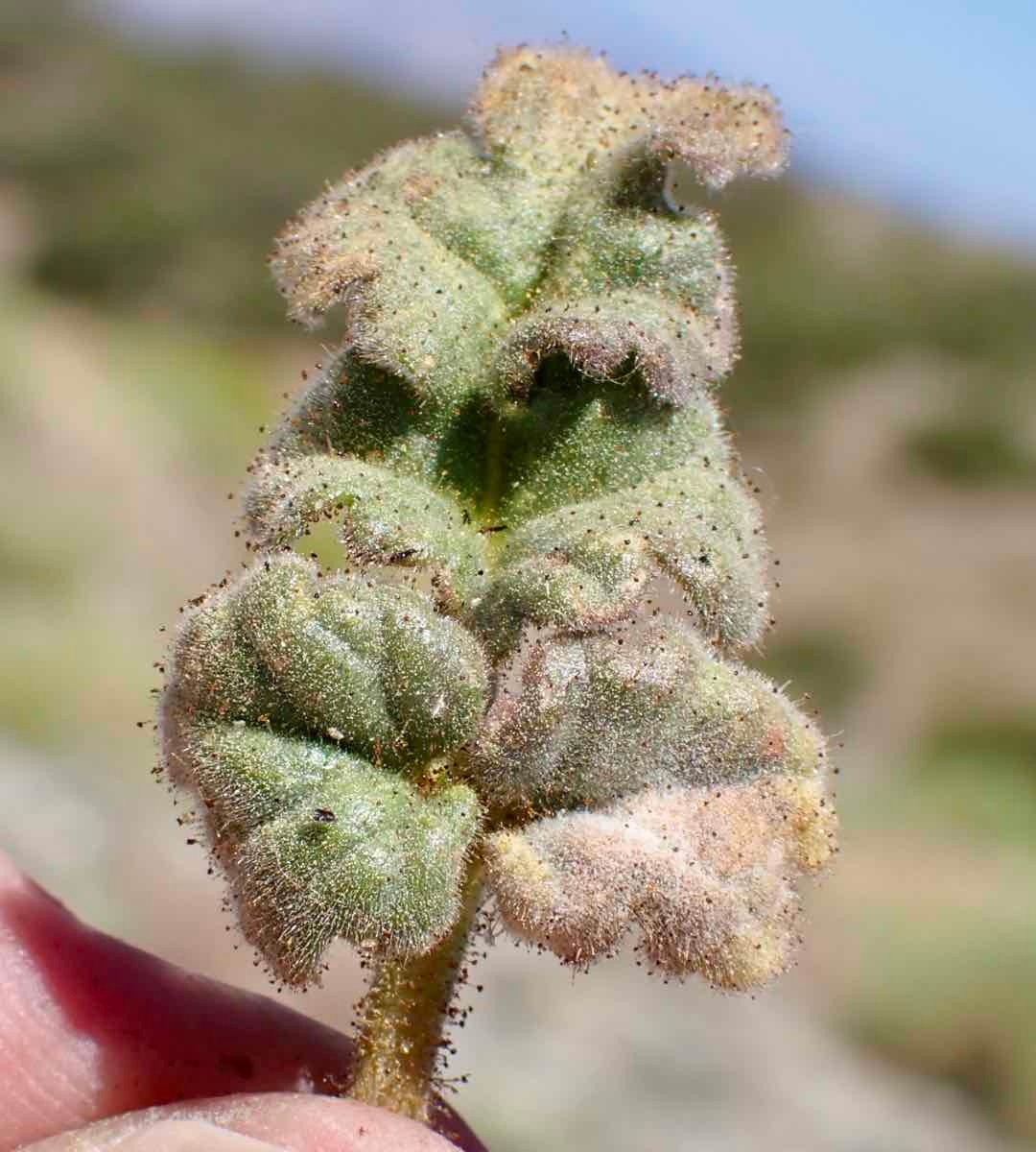 Phacelia distans