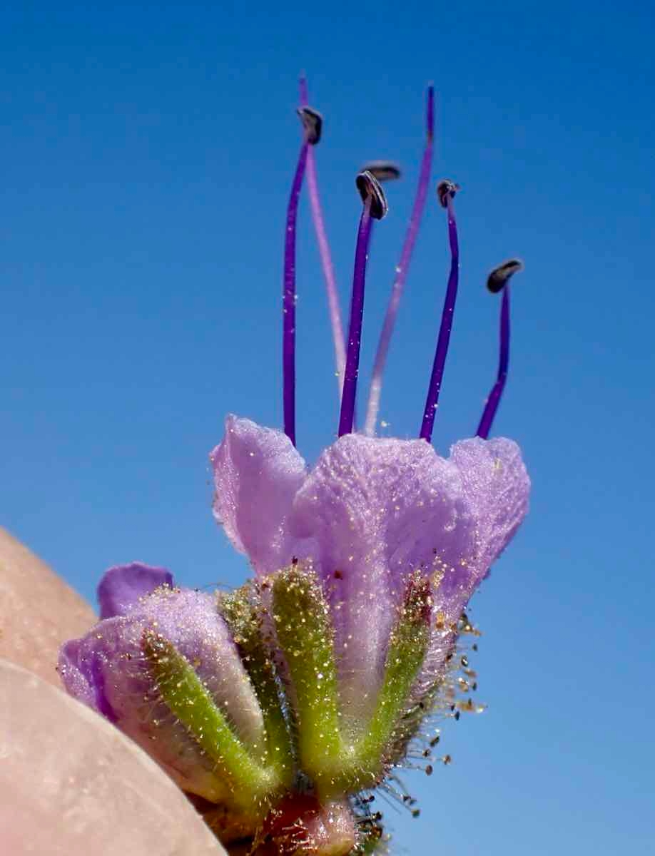 Phacelia distans