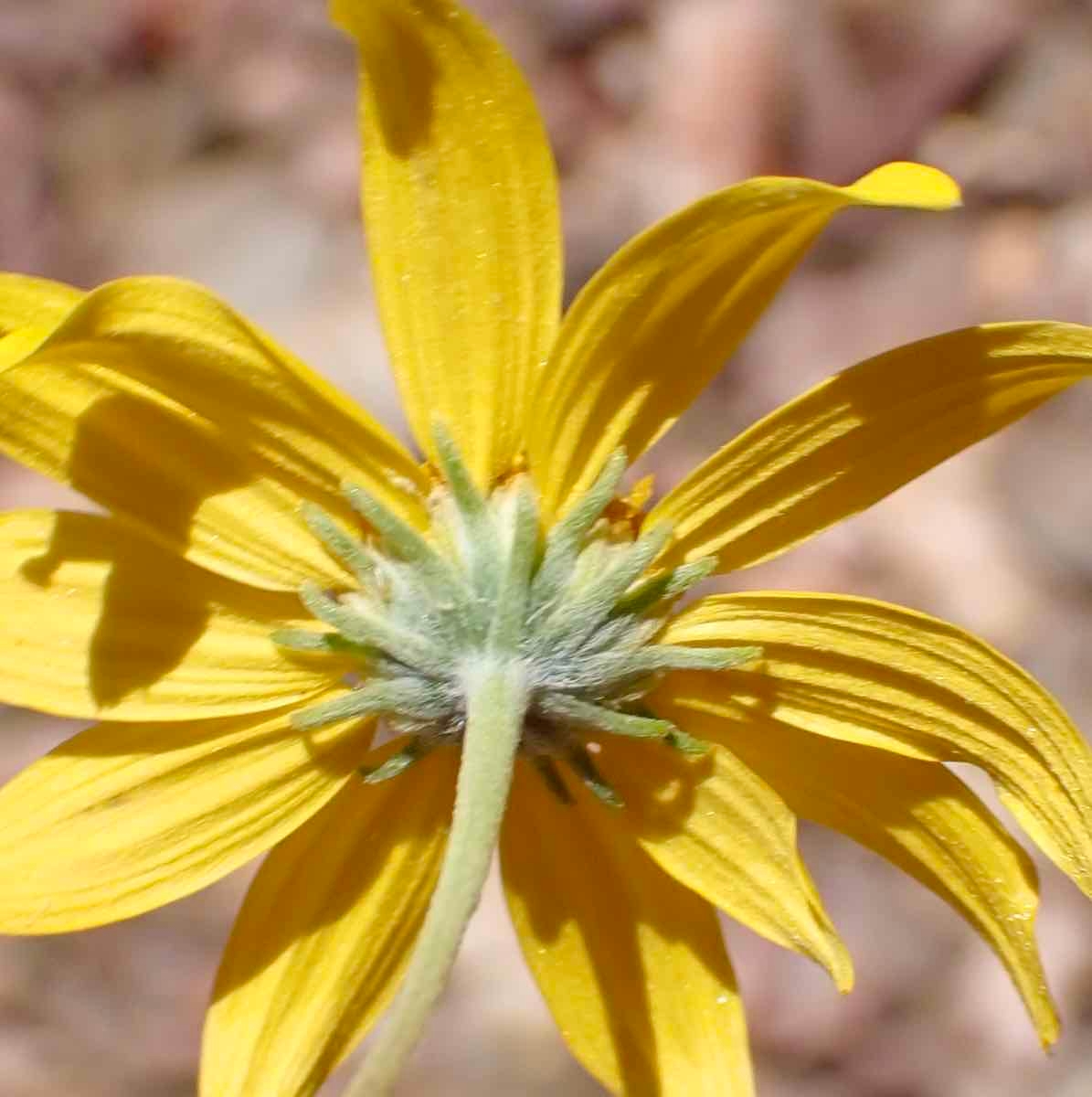 Heliomeris multiflora var. nevadensis