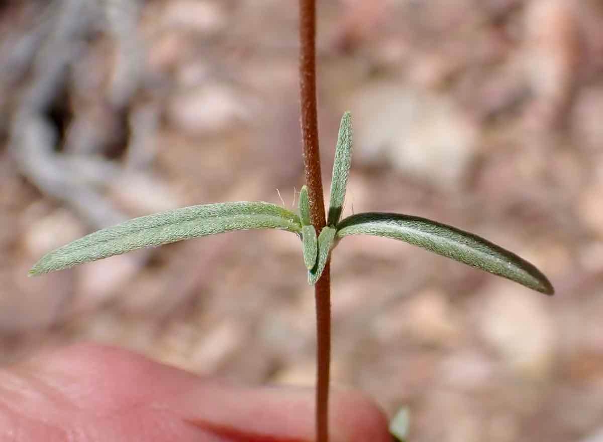 Heliomeris multiflora var. nevadensis