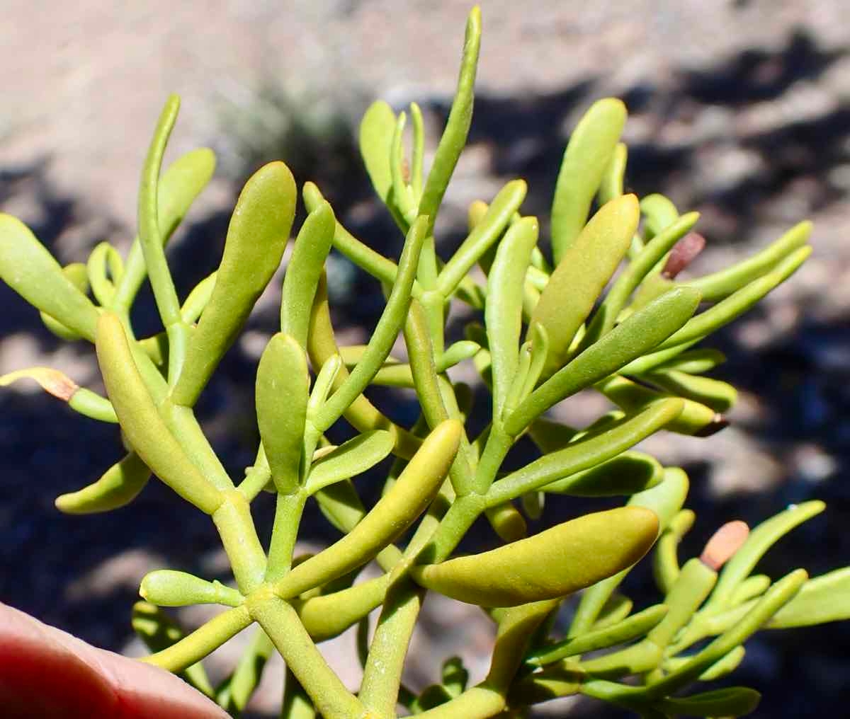 Phoradendron bolleanum