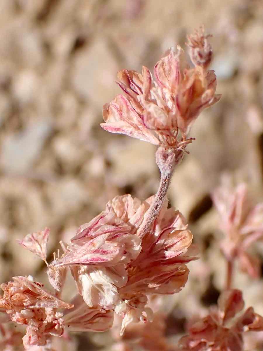 Eriogonum saxatile