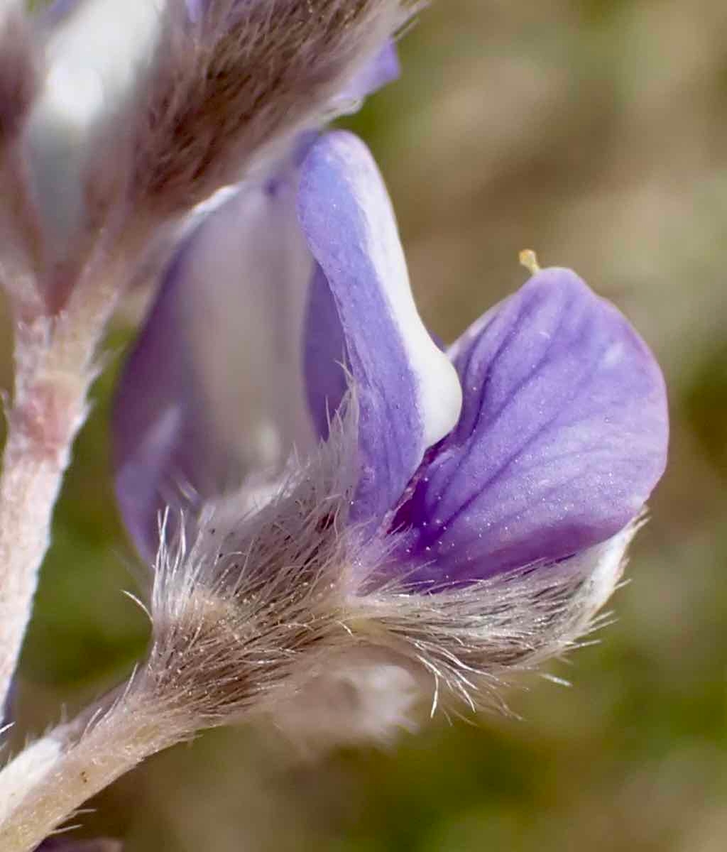 Lupinus breweri var. bryoides