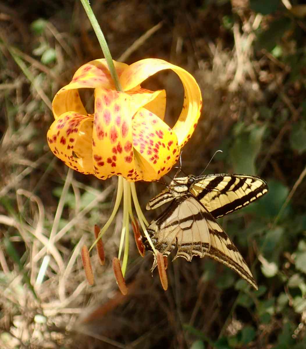 Lilium humboldtii ssp. ocellatum