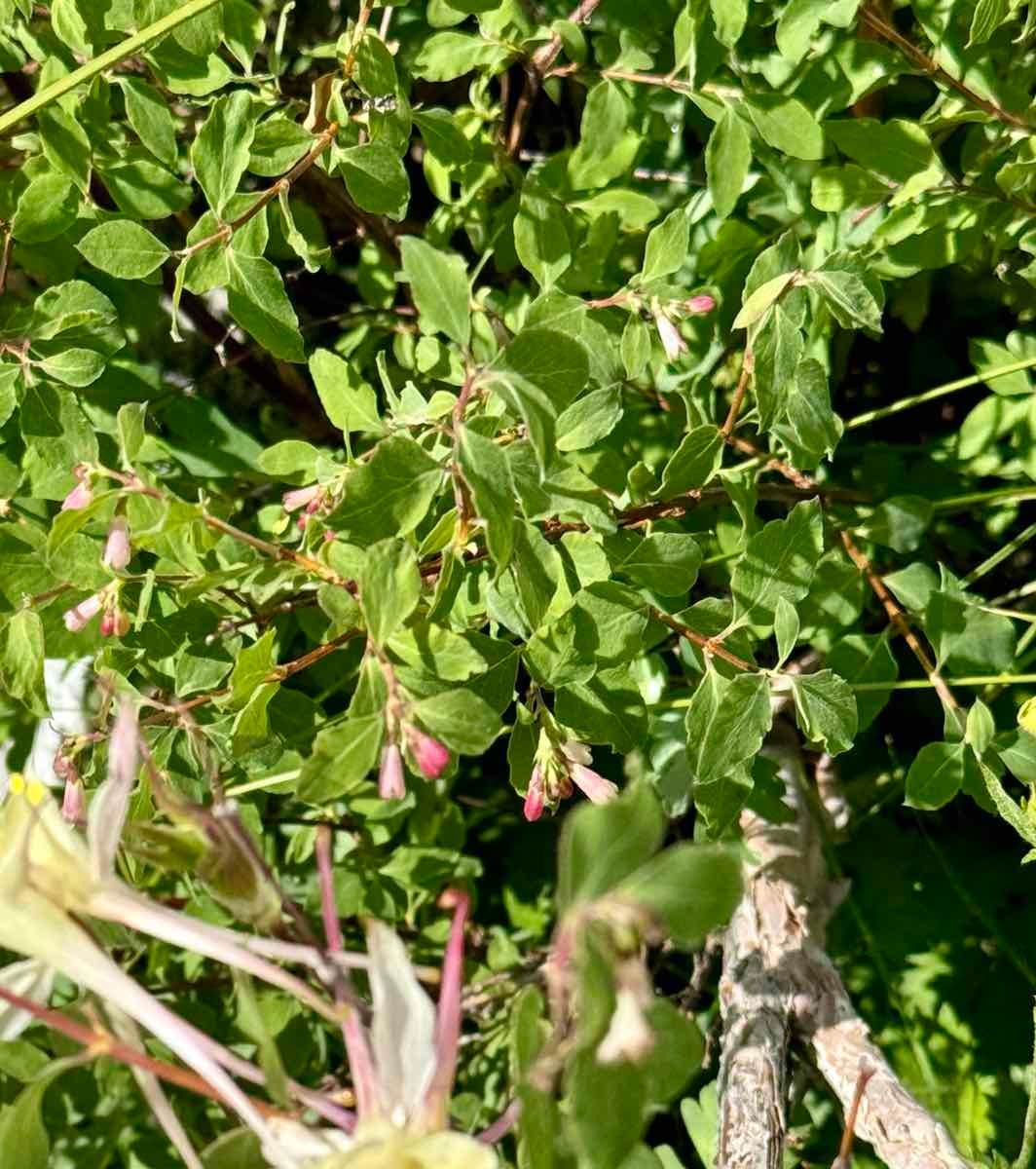 Symphoricarpos rotundifolius var. rotundifolius