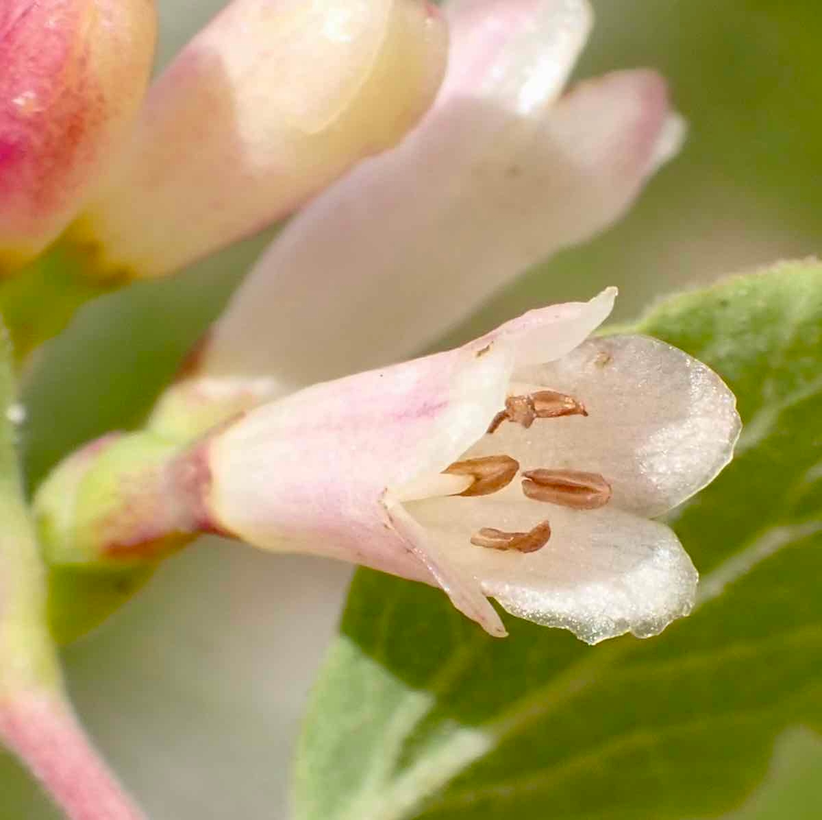 Symphoricarpos rotundifolius var. rotundifolius