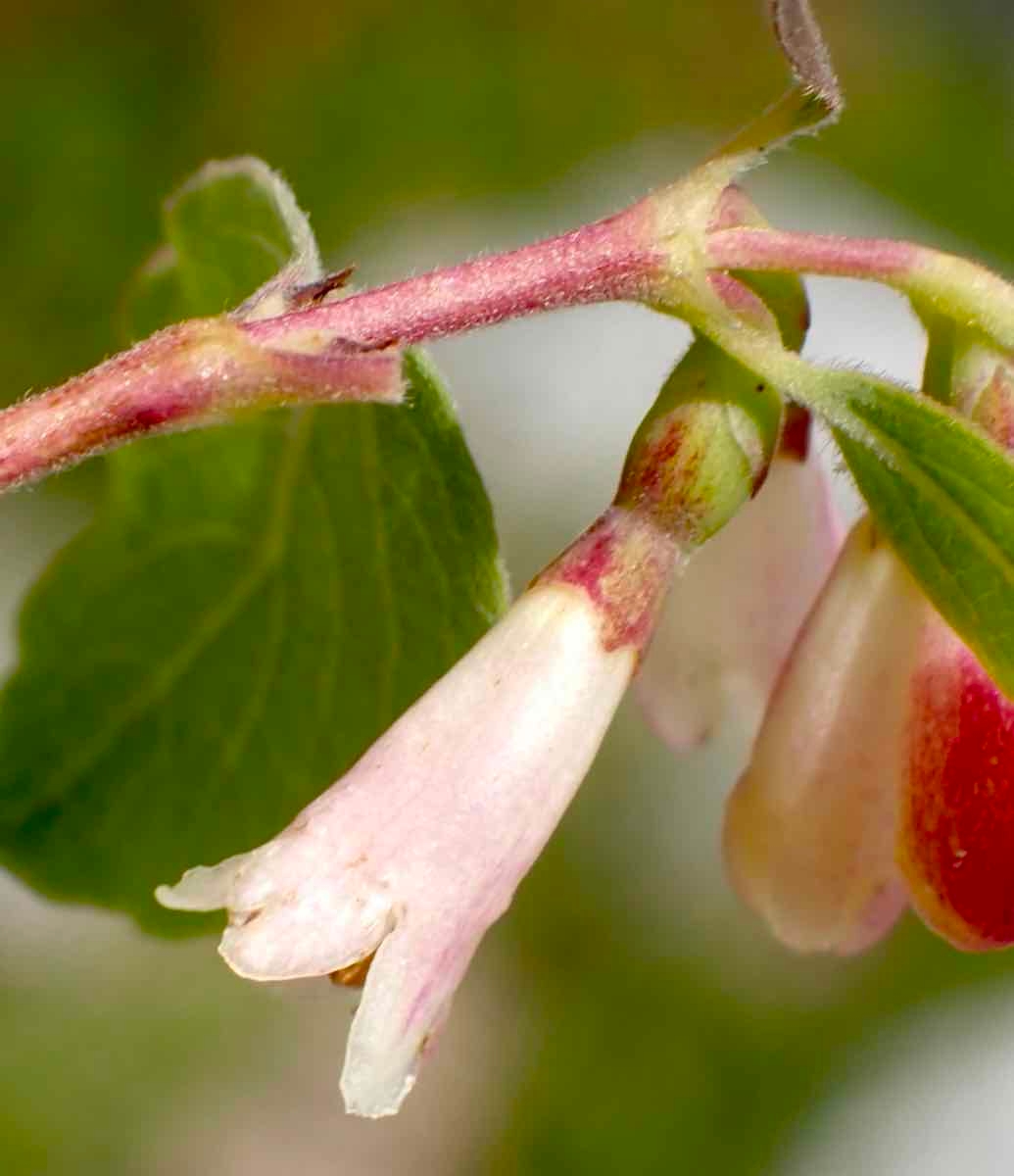 Symphoricarpos rotundifolius var. rotundifolius