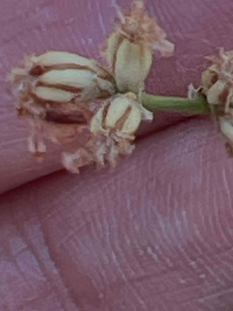 Eriogonum nudum var. pubiflorum