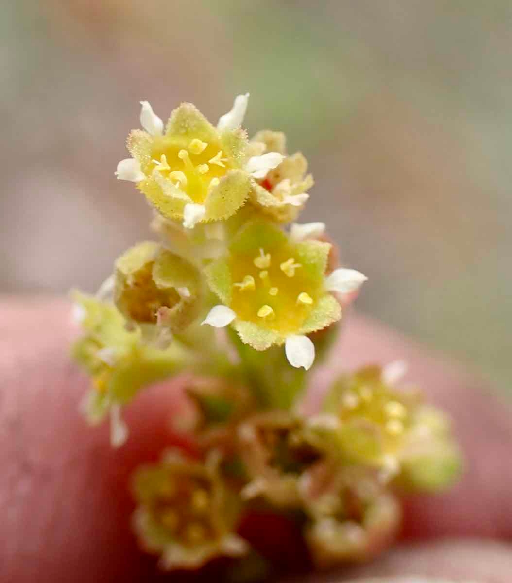 Heuchera parvifolia