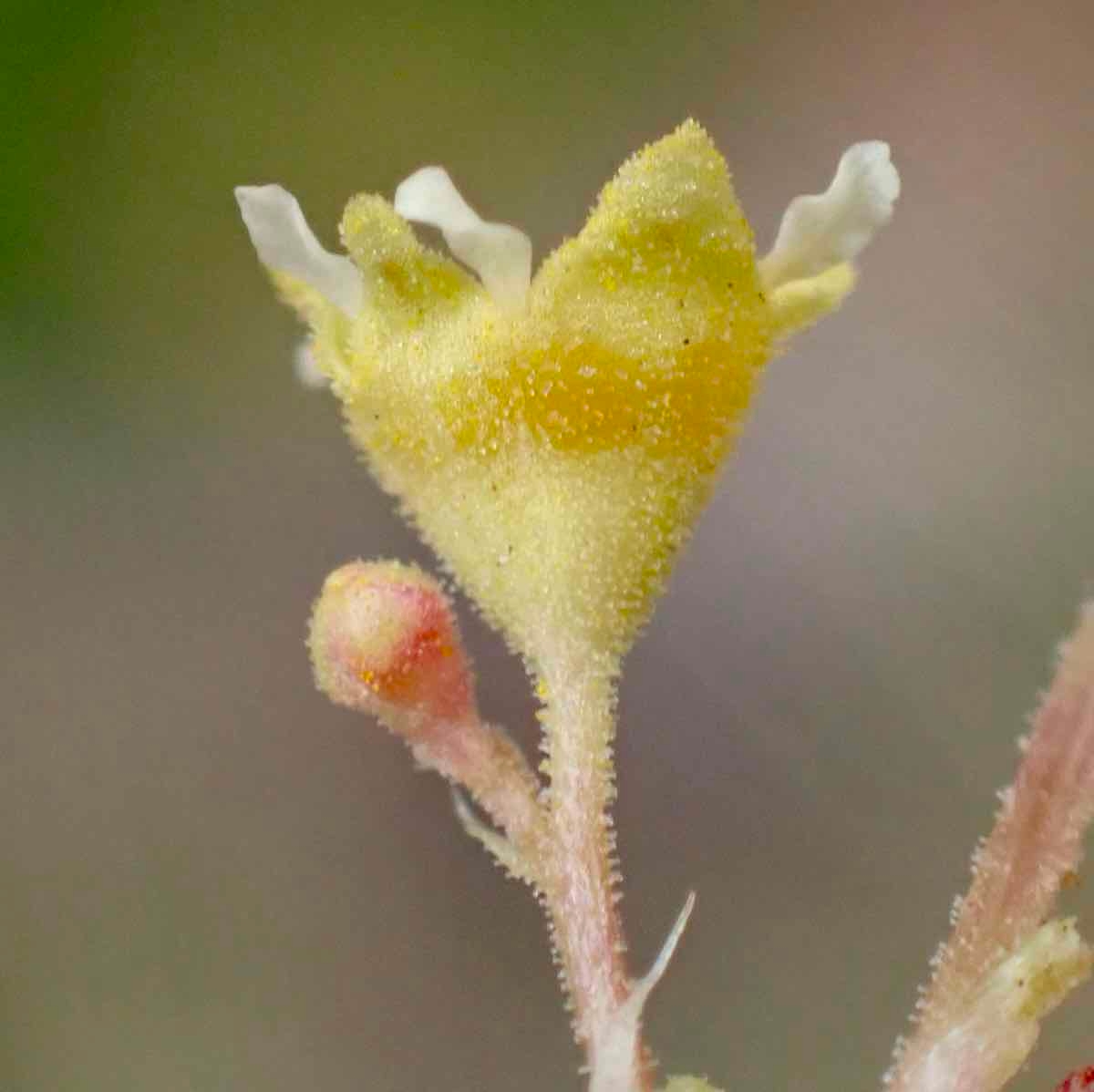 Heuchera parvifolia