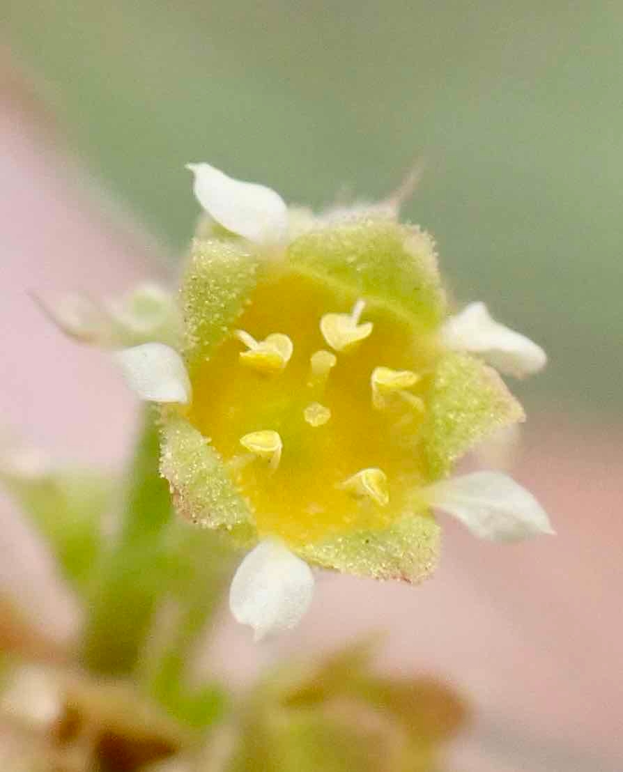 Heuchera parvifolia