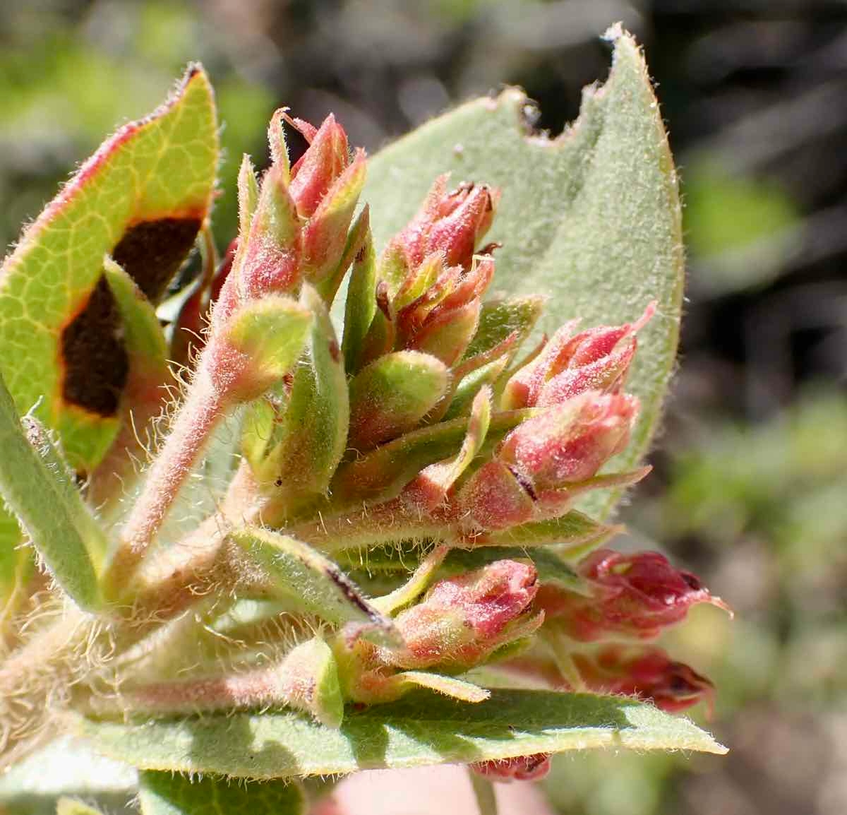 Arctostaphylos crustacea ssp. crustacea