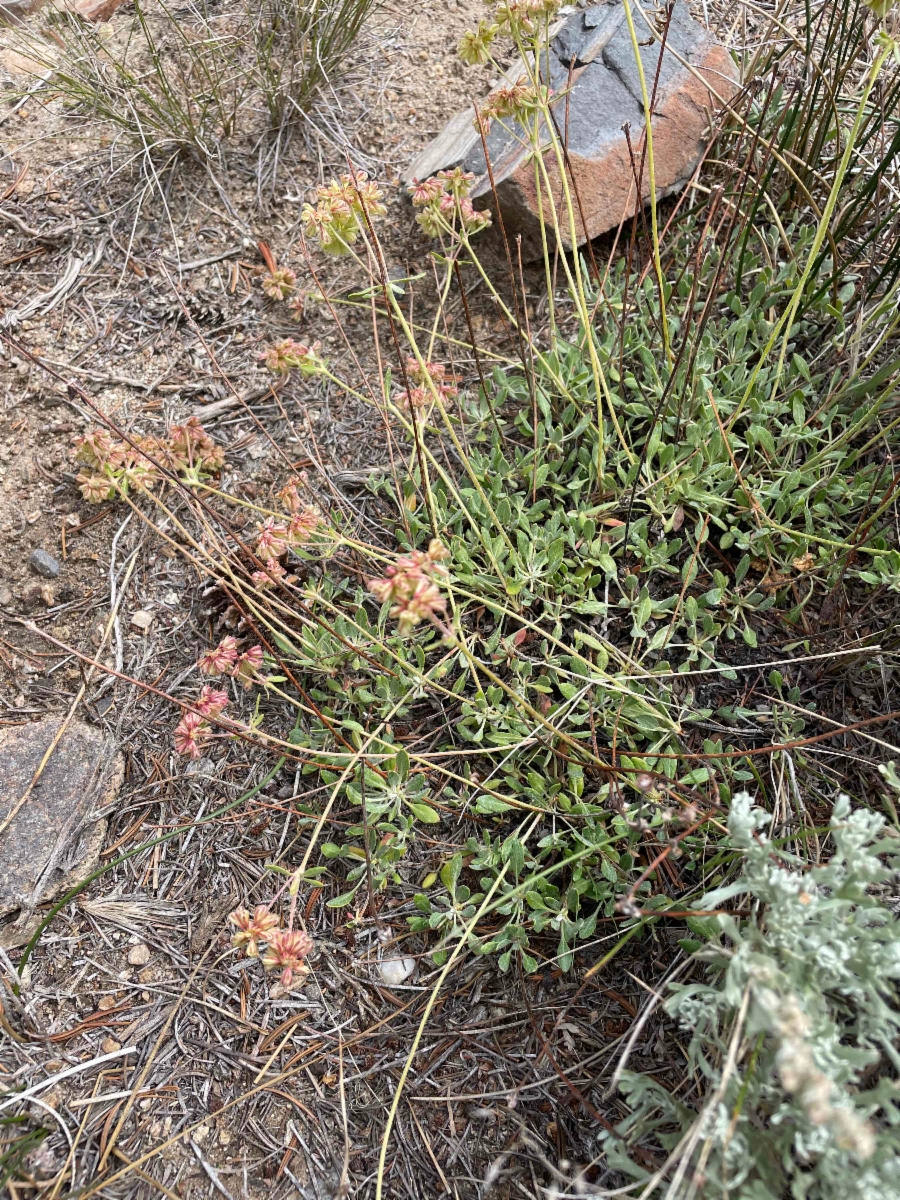 Eriogonum umbellatum var. dichrocephalum