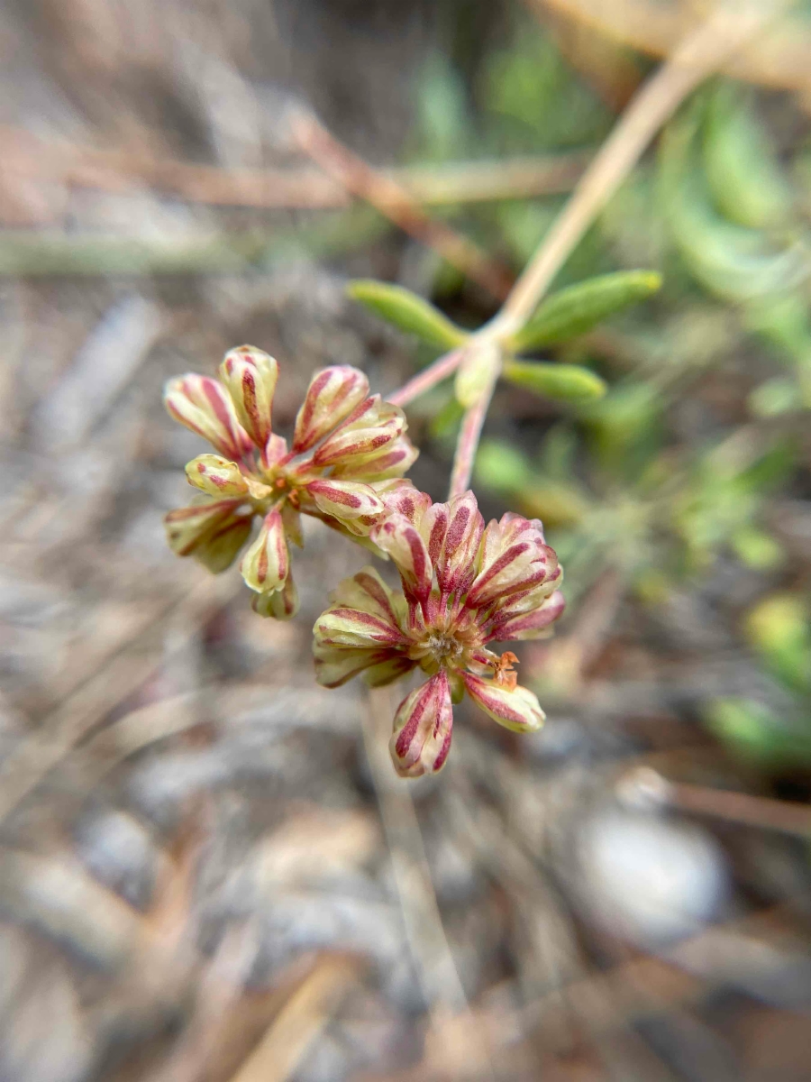 Eriogonum umbellatum var. dichrocephalum