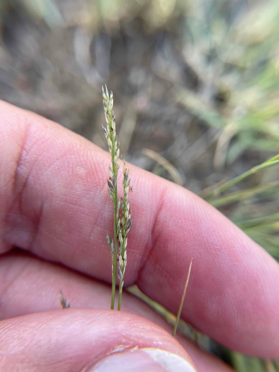 Muhlenbergia richardsonis