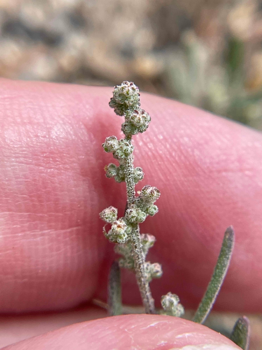 Chenopodium leptophyllum