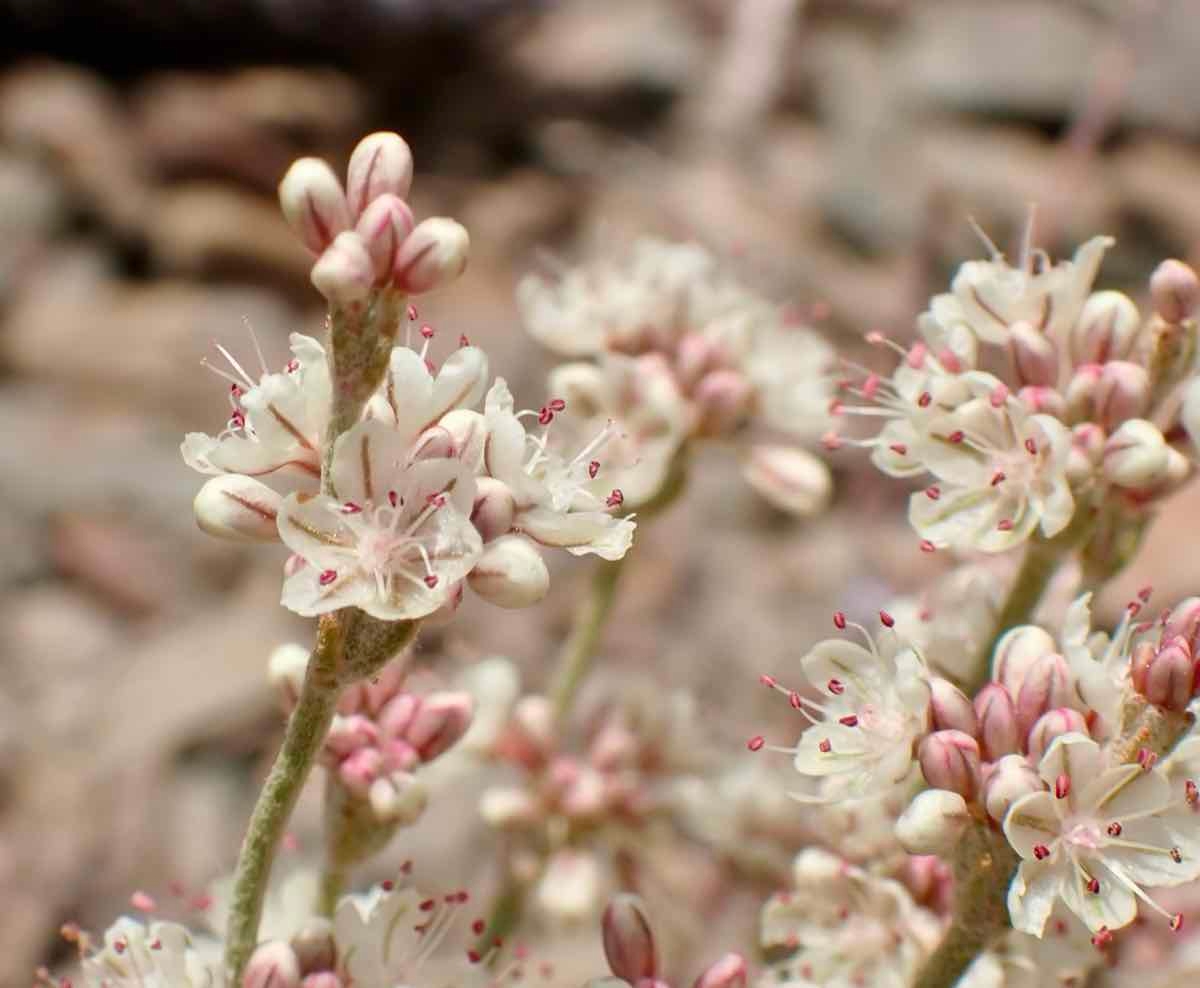 Eriogonum panamintense