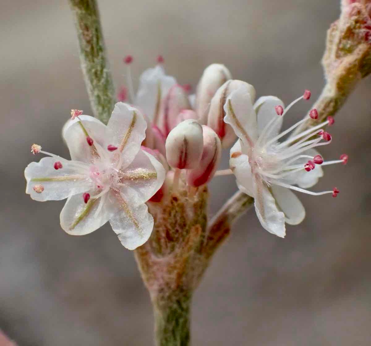 Eriogonum panamintense