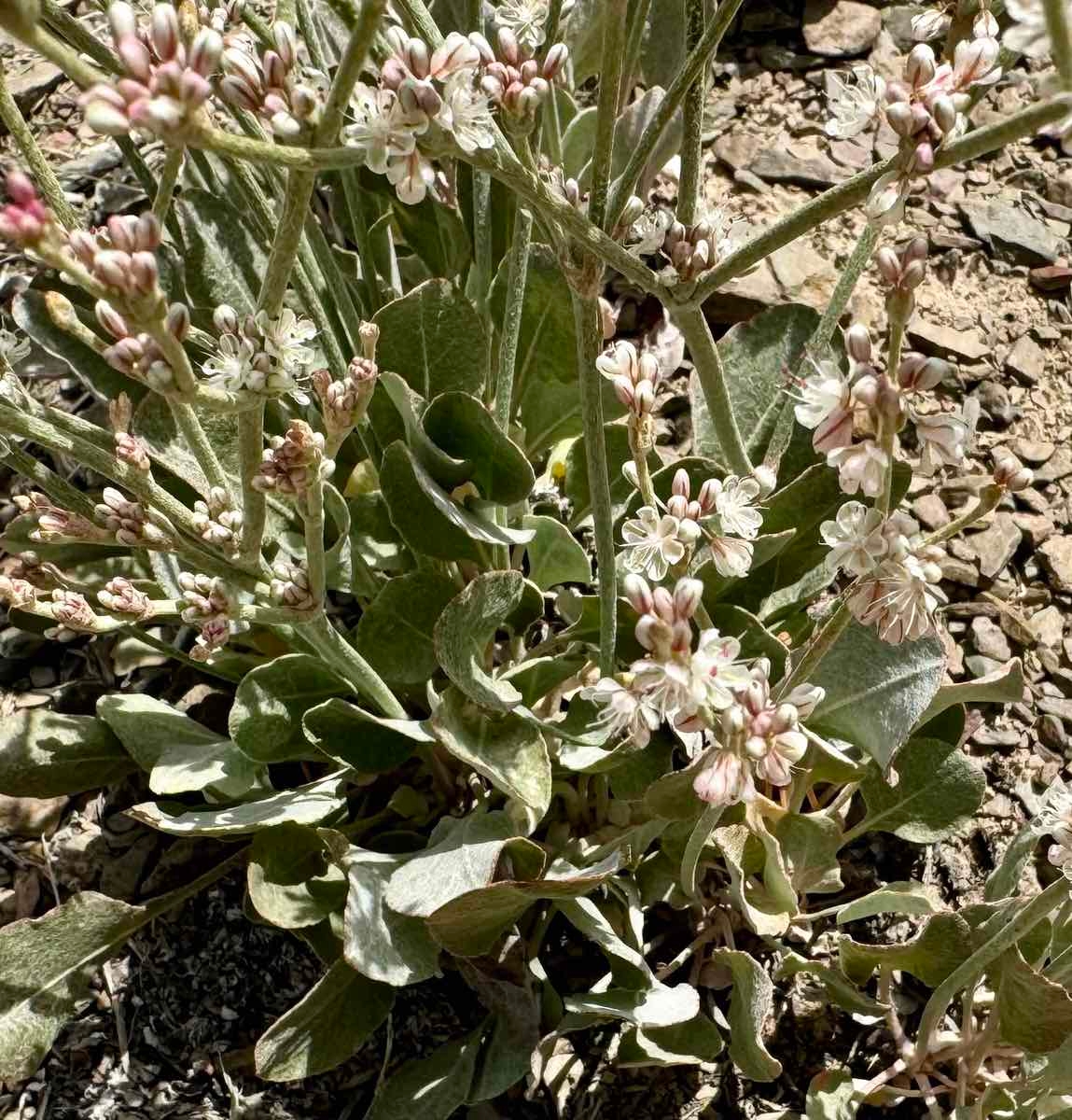 Eriogonum panamintense