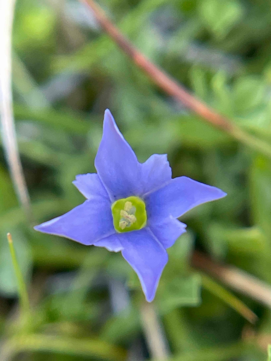 Gentiana prostrata