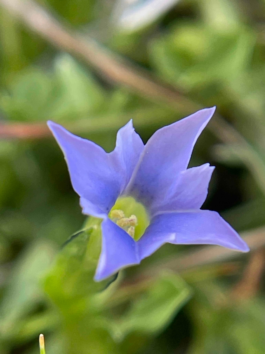 Gentiana prostrata