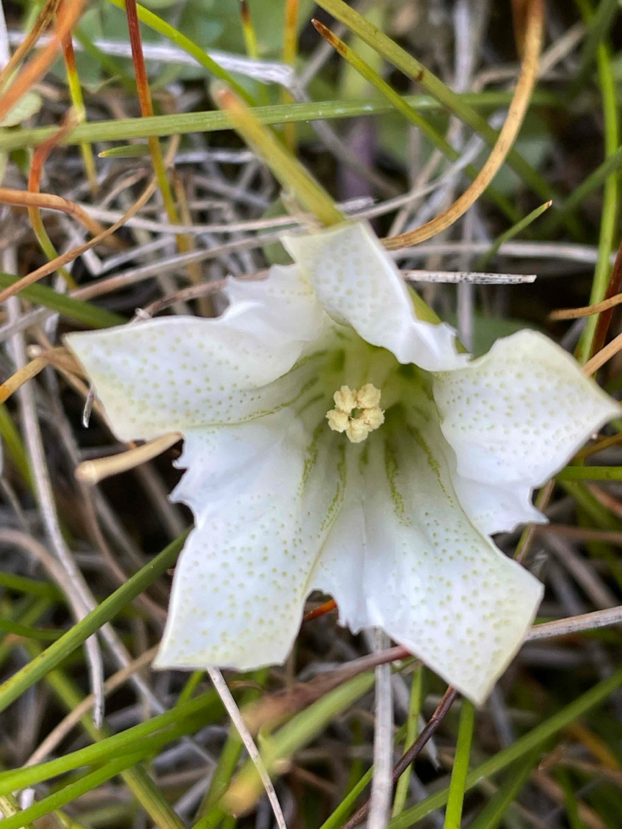 Gentiana newberryi var. tiogana