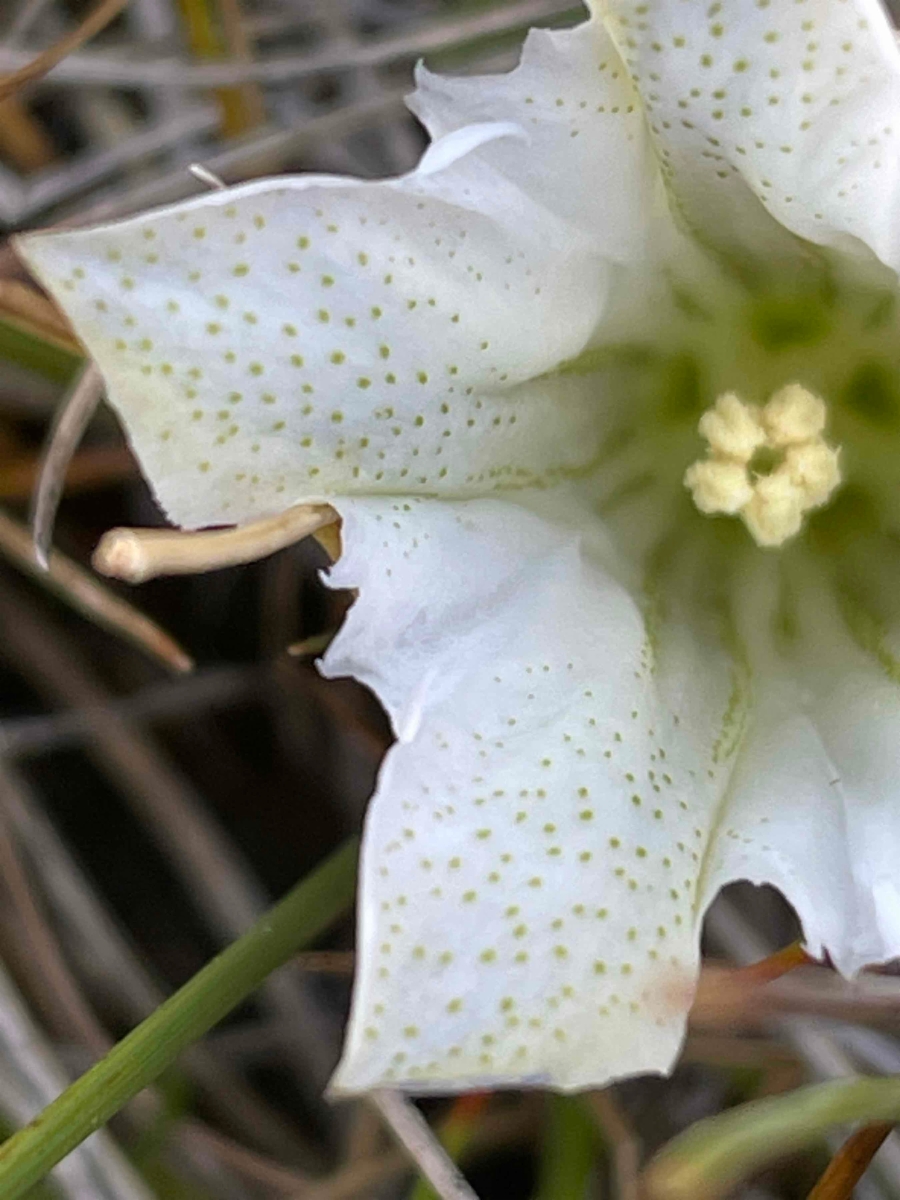 Gentiana newberryi var. tiogana