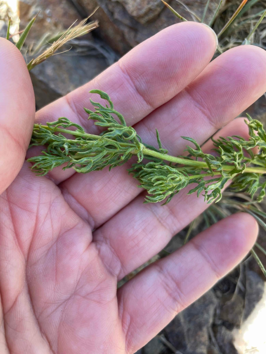 Artemisia michauxiana