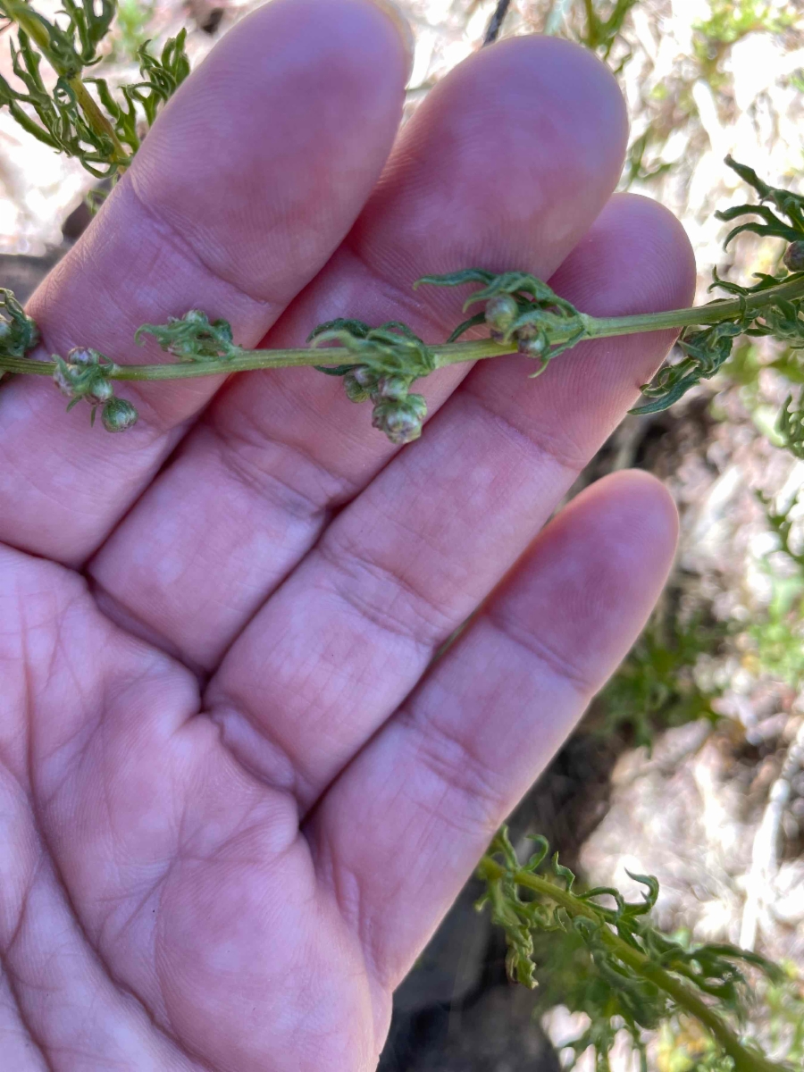 Artemisia michauxiana