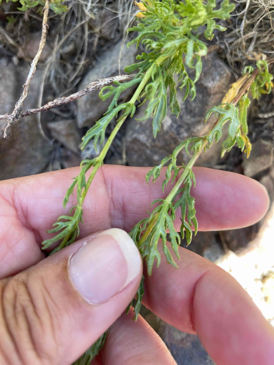 Artemisia michauxiana