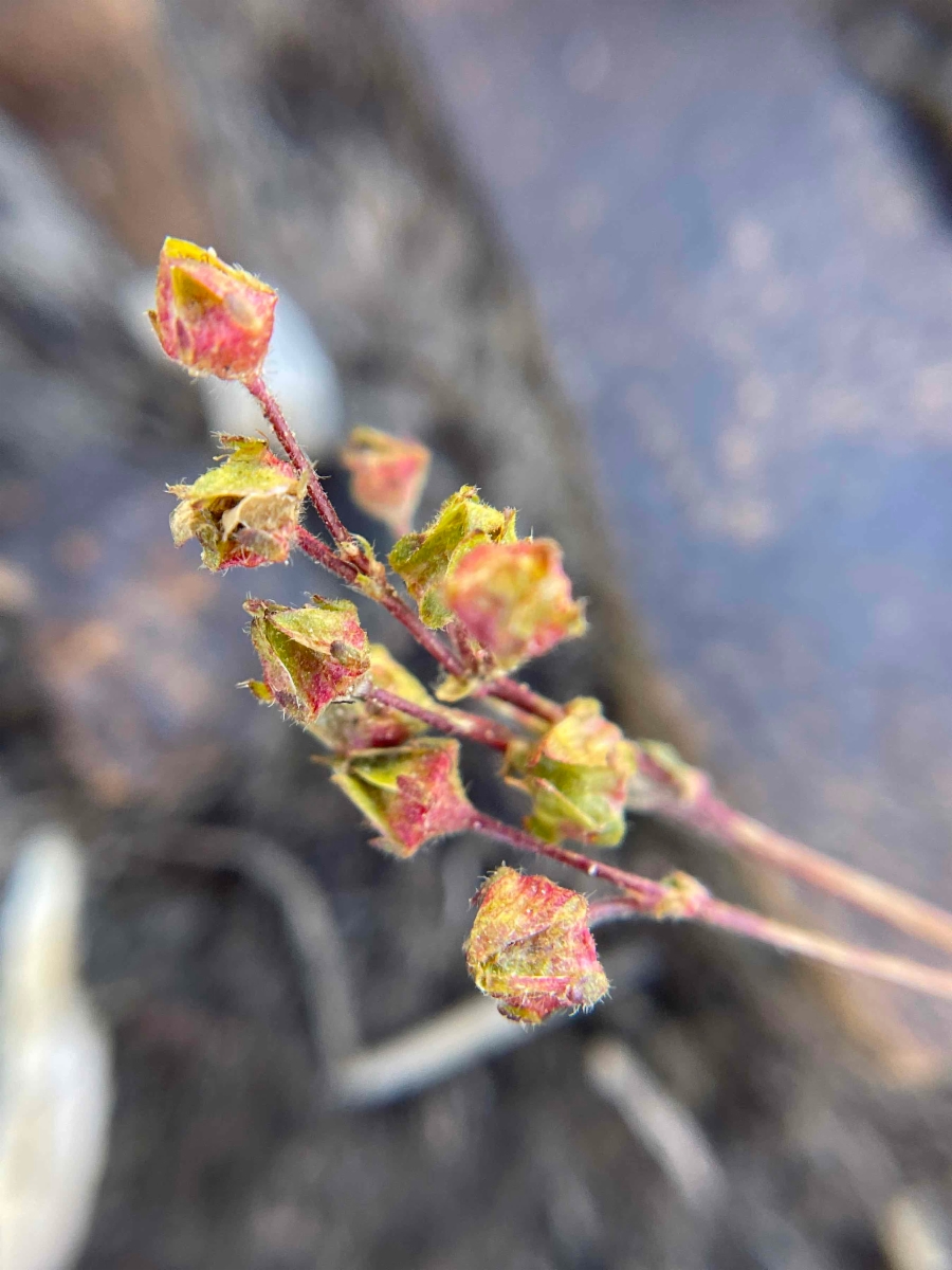 Ivesia lycopodioides var. scandularis