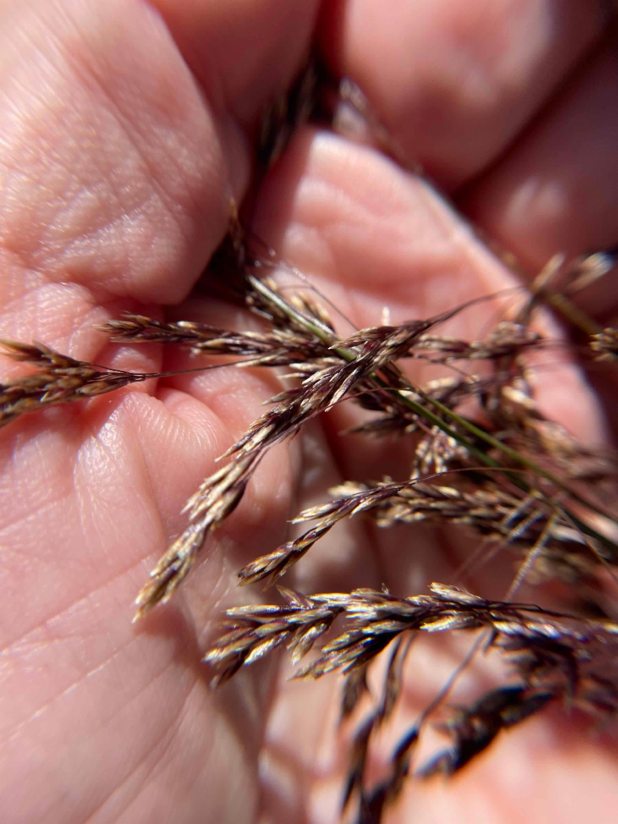 Deschampsia cespitosa ssp. cespitosa