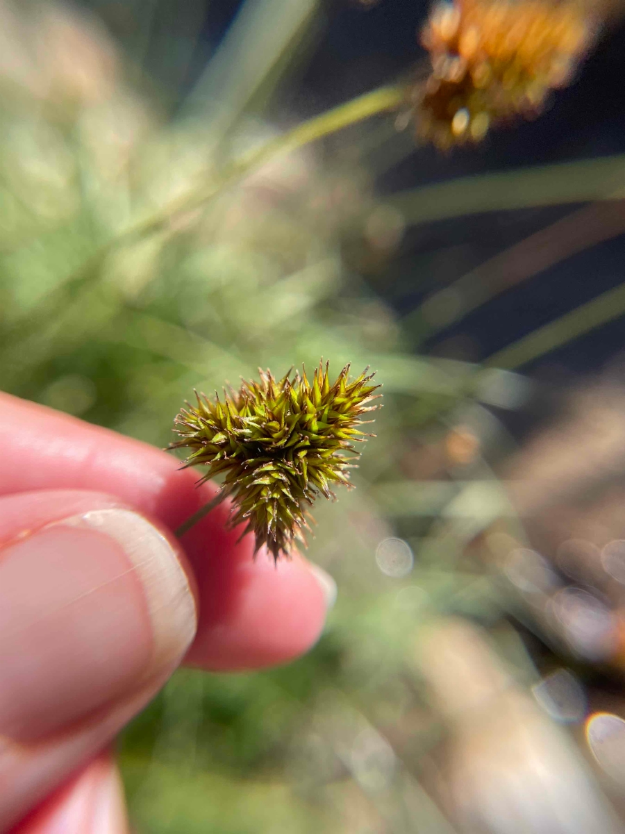 Carex microptera