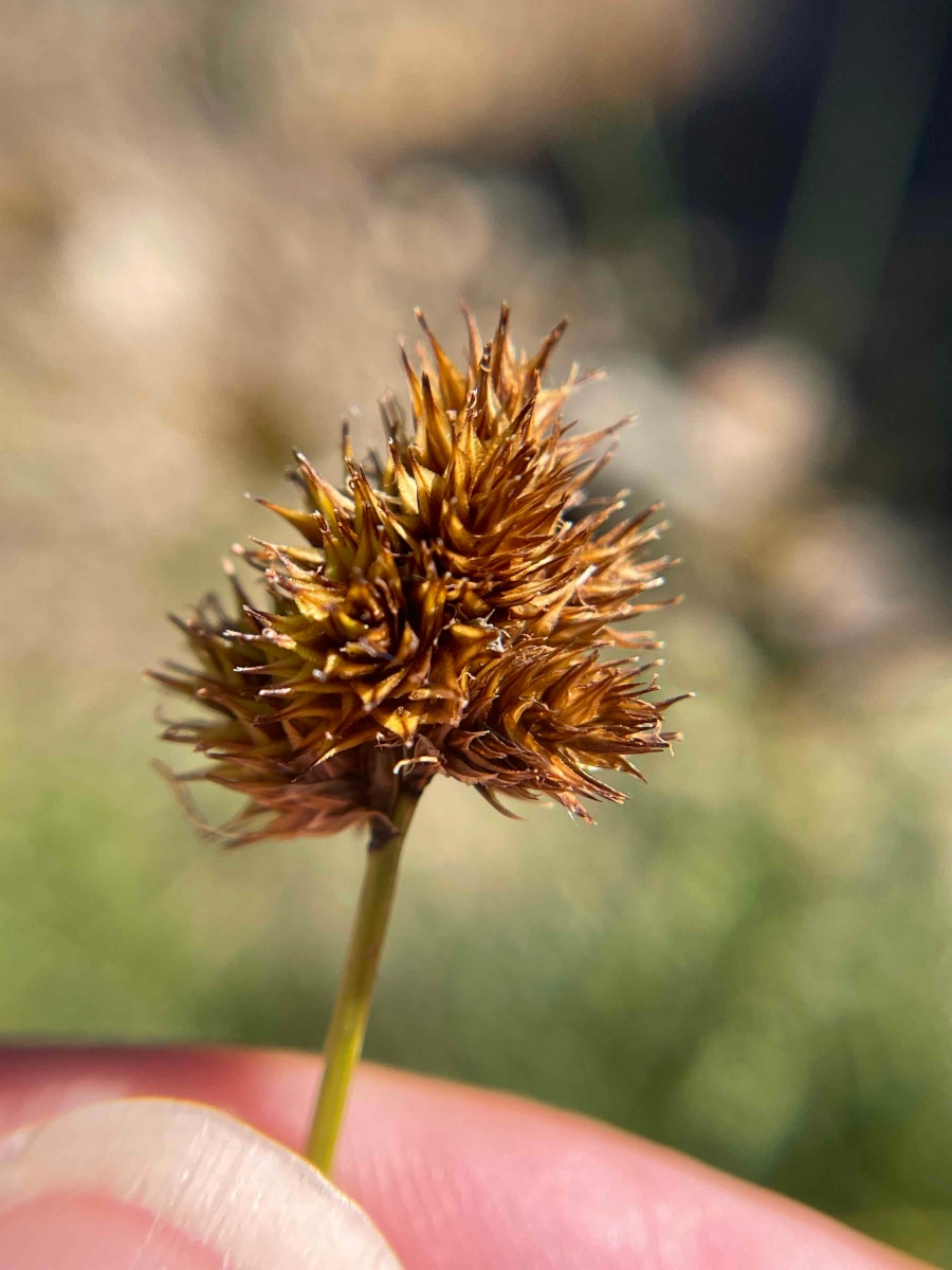 Carex microptera