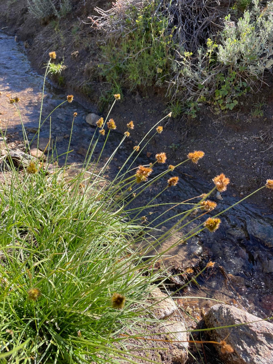 Carex microptera