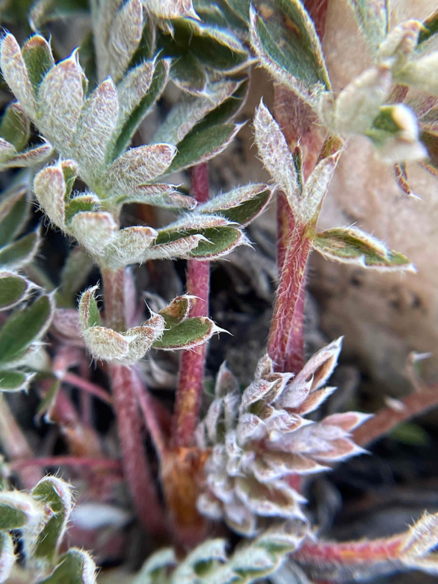 Potentilla morefieldii