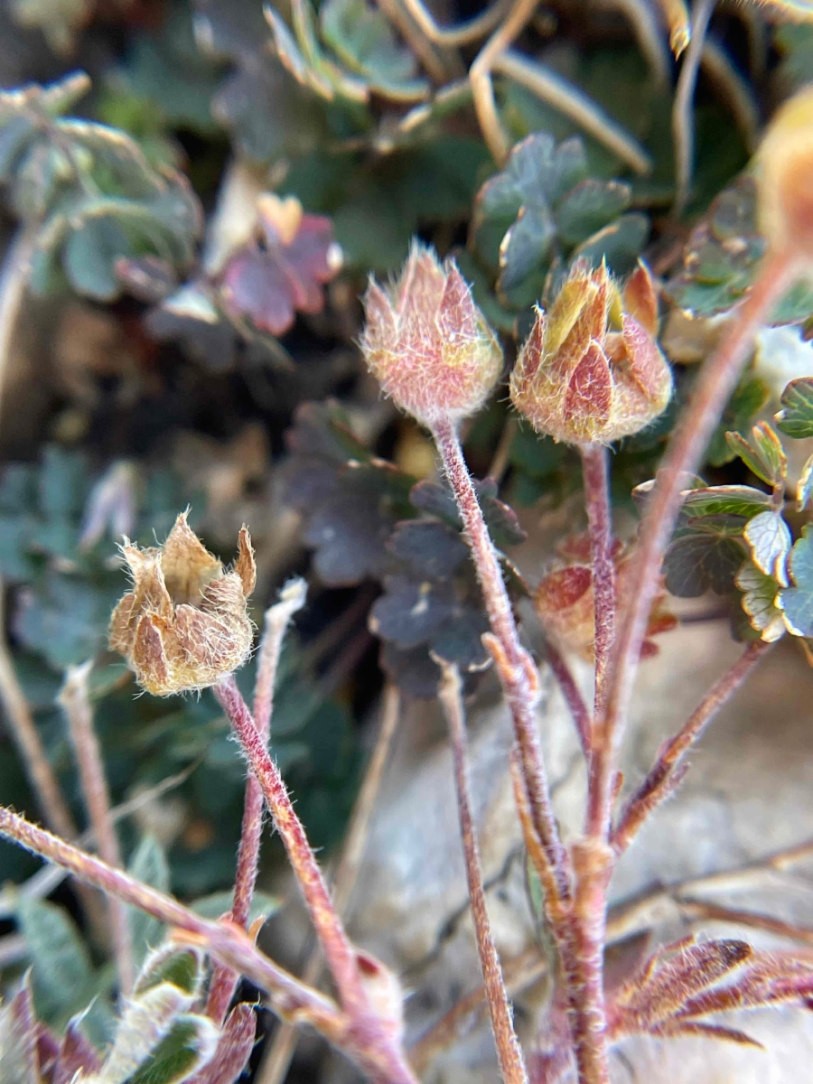 Potentilla morefieldii