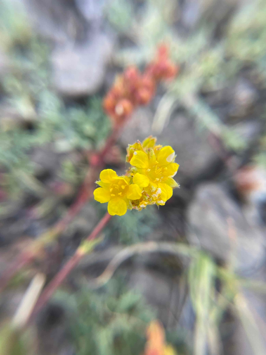 Ivesia lycopodioides var. scandularis