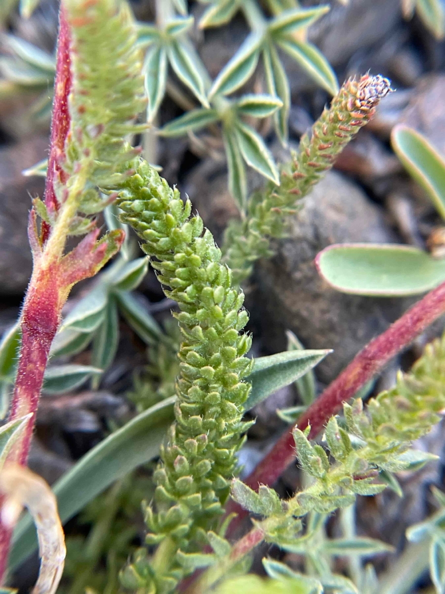 Ivesia lycopodioides var. scandularis