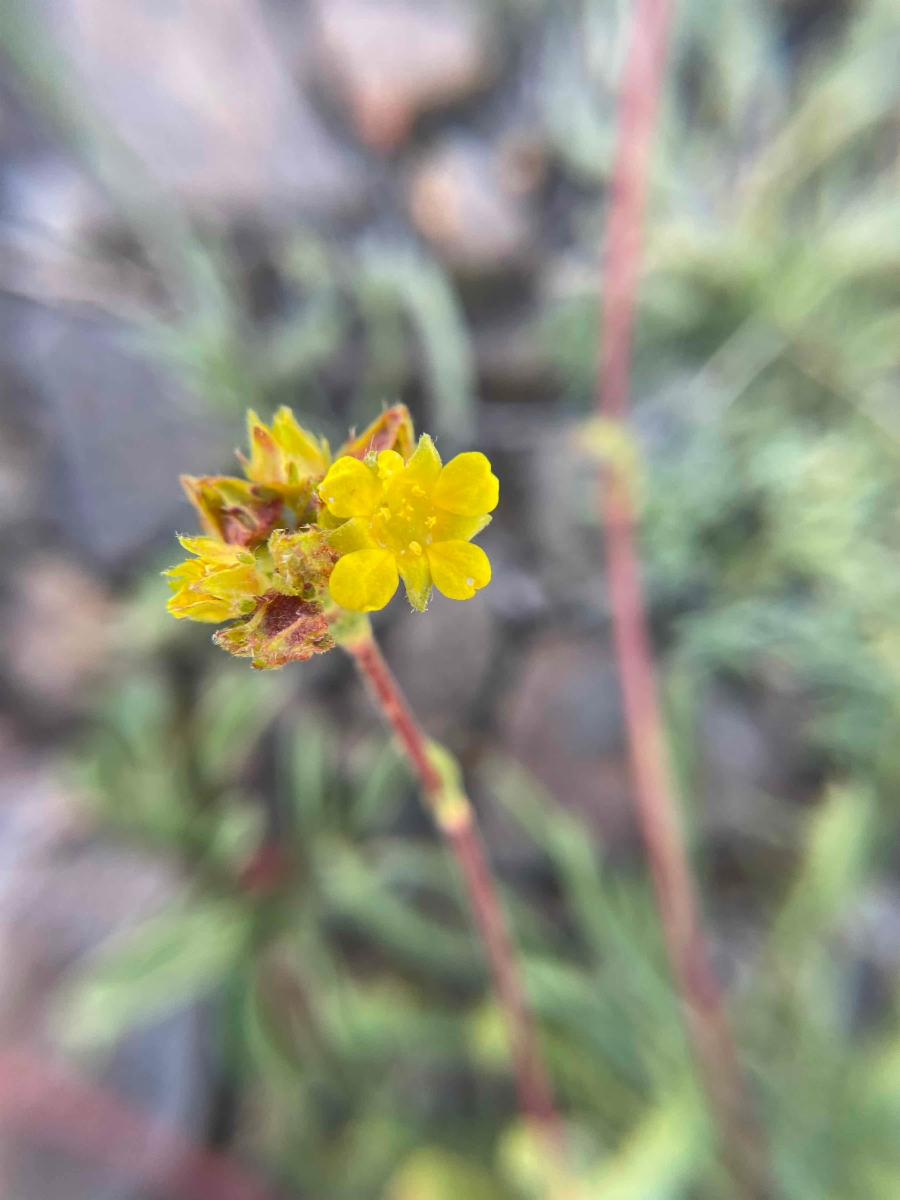 Ivesia lycopodioides var. scandularis