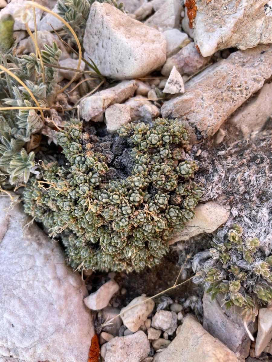 Draba oligosperma