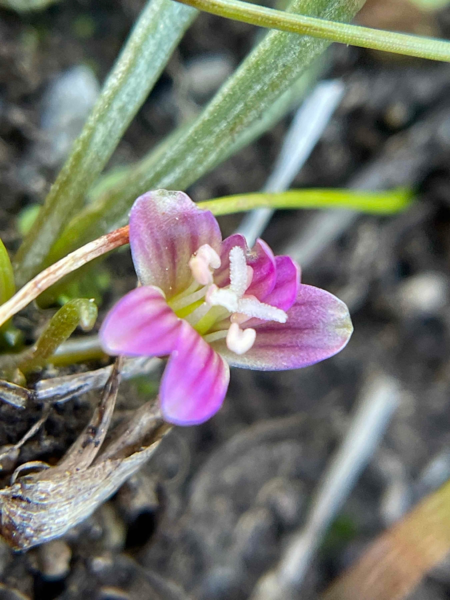 Lewisia glandulosa